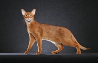 Picture of champion cinnamon Abyssinian Male standing left looking at camera, good leg separation, against black background.