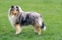 Picture of Champion Collie