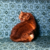 Picture of champion comari clover, red tabby long hair cat