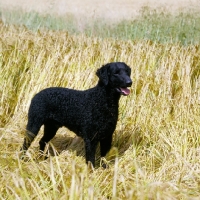 Picture of champion curly coat retreiver standing in a corn field