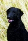 Picture of champion curly coat retriever head and shoulder shot