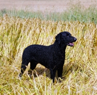 Picture of champion curly coat retriever standing in corn field