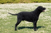 Picture of Champion Curly Coated Retriever, side view