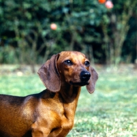 Picture of champion dachshund miniature head and shoulder shot