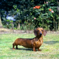 Picture of champion dachshund miniature smooth standing on grass