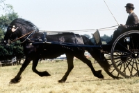 Picture of champion dales pony mare in harness