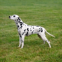 Picture of champion dalmatian standing in a field