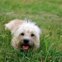 Picture of champion dandie dinmont in grass