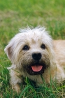 Picture of champion dandie dinmont looking at camera