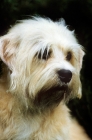 Picture of champion dandie dinmont portrait