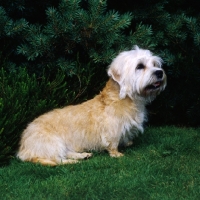 Picture of champion dandie dinmont sitting