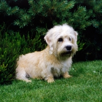 Picture of champion dandie dinmont