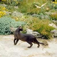 Picture of champion dandycat hula dancer, havana cat on the prowl