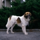 Picture of champion dar faranda loucka, czech mountain dog, cesky horsky, at a show
