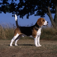 Picture of champion dialynne tolliver of tragband (mikey), beagle standing on grass
