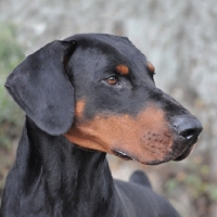 Picture of Champion Dobermann portrait