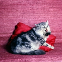 Picture of champion dorstan darius, silver tabby long hair cat washing