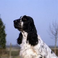 Picture of champion english cocker spaniel head portrait