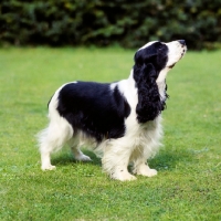Picture of champion english cocker spaniel standing on grass