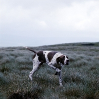 Picture of champion english pointer, ch waghorn statesman, on point in moorland
