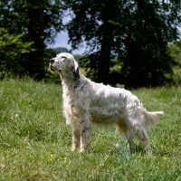 Picture of champion english setter, best in show crufts, 1964