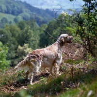 Picture of champion english setter standing on hillside