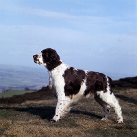 Picture of champion english springer spaniel standing on a hill