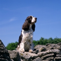 Picture of champion english springer spaniel sitting on a wall