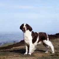 Picture of champion english springer spaniel standing on a hill