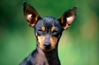 Picture of champion english toy terrier looking at camera