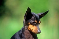 Picture of champion english toy terrier looking down