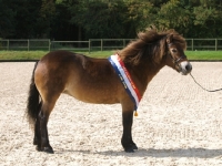 Picture of champion Exmoor Pony