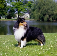Picture of champion famous top winning shetland sheepdog, ch cultured at cashella