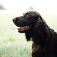 Picture of champion field spaniel head portrait