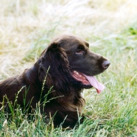 Picture of champion field spaniel head portrait