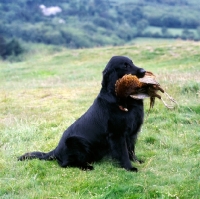 Picture of champion flat coated retriever, carrying retrieved pheasant