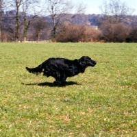 Picture of champion flatcoat retriever galloping across a field