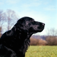 Picture of champion flatcoat retriever head portrait