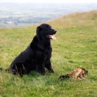 Picture of champion flatcoat retriever sitting after retrieving pheasant 