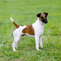 Picture of champion fox terrier smooth standing on grass