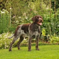 Picture of Champion German Pointer