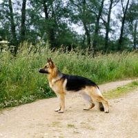 Picture of champion german shepherd dog on path 