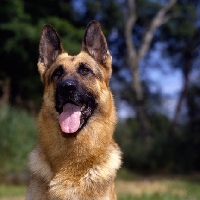 Picture of champion german shepherd front view low agle
