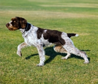 Picture of champion german wirehaired pointer walking off purposefully