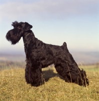 Picture of champion Giant Schnauzer on a hillside in profile