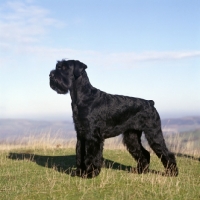 Picture of champion giant schnauzer on a hillside