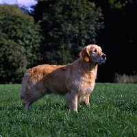 Picture of champion golden retriever standing on grass