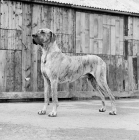 Picture of champion great dane 