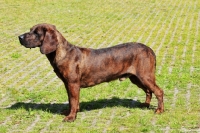 Picture of Champion Hannoverscher Schweißhund 