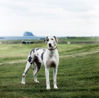 Picture of champion harlequin great dane 